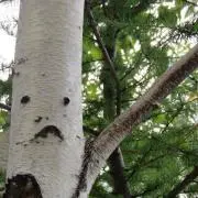 わん