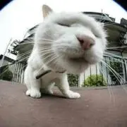 たいせい
