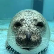 かみちの画像