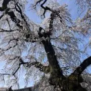 ニクネム23の画像