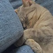 猿爺