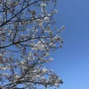 いるかの画像