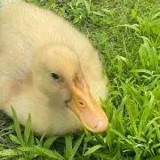 maの画像