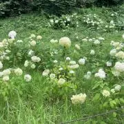 みどりの画像