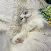しお