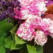 薔薇の画像