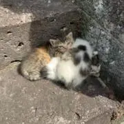 エルセニョール