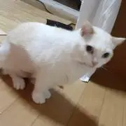 マハロー　ゲーム＆フィギュア＆レトロの画像