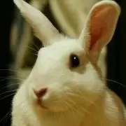 デール