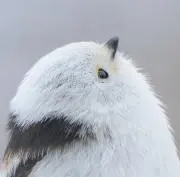 ちくわの画像