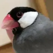 Harunaの画像