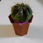 サボ(^ー^)