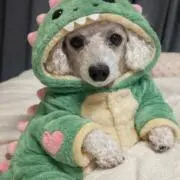 mojy_(発送は土日祝です)の画像