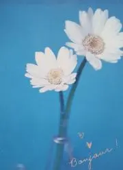 choco☆の画像