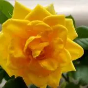 ポン太の画像