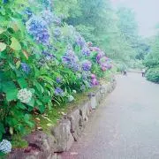 自我を持ったスイカの画像