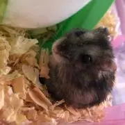 ひ