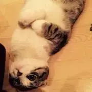 れもんの画像