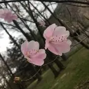 みさ