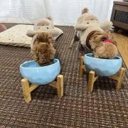TK 田渕の画像