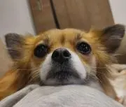 けんけん