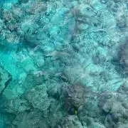 こばの画像