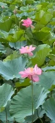 ハルの画像