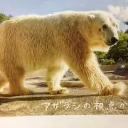 しろくまくんの画像