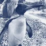うくの画像