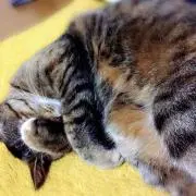 まよ