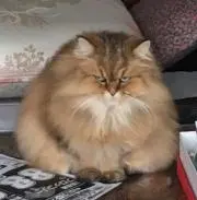 のび太郎の画像
