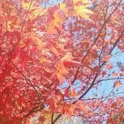 まる☆プロフ必読の画像
