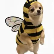 ミユキの画像