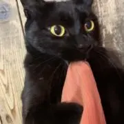 たまみちゃんの画像