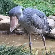 やぎめー