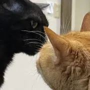 ぷちっくの部屋(='ω'=)の画像
