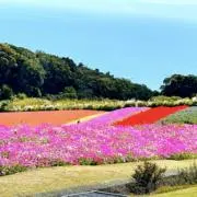 ダリアの画像