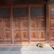 菜の画像