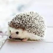 Peaceの画像