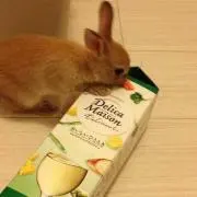 キノの画像