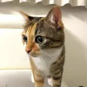 もち