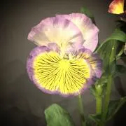 pansyの画像
