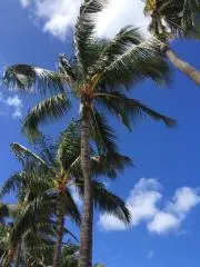 yuの画像