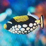 モンガラ