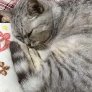 ゴッチゴッチ