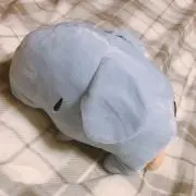 ぢゃんの画像