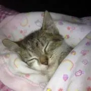 うにゃ 8月発送不可の画像
