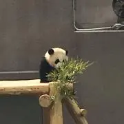 beriの画像