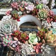 mayu【即購入OK】の画像