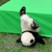 ひろりんの画像